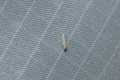 Phyllonorycter quercialbella