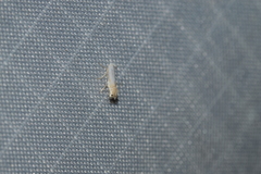 Phyllonorycter quercialbella