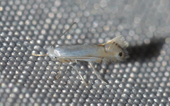 Phyllonorycter quercialbella