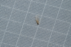 Phyllonorycter quercialbella