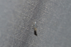 Phyllonorycter quercialbella