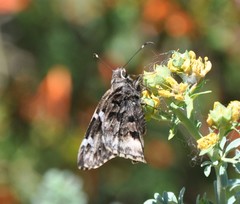 Codatractus arizonensis