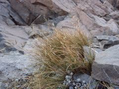 Rytidosperma setifolium