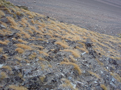 Rytidosperma setifolium