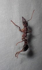 Myrmecia forficata