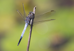 Orthetrum caledonicum