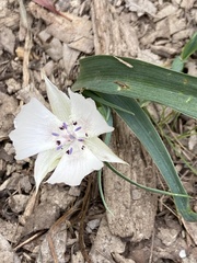 Calochortus umbellatus