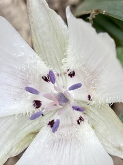 Calochortus umbellatus