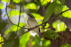Pachycephala simplex