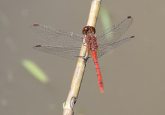 Diplacodes bipunctata