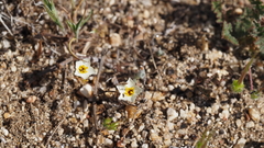 Leptosiphon lemmonii