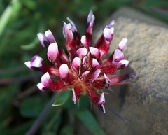 Trifolium variegatum