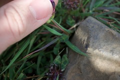 Trifolium variegatum