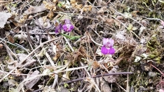 Collinsia sparsiflora