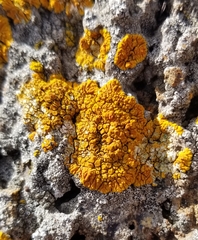 Polycauliona impolita