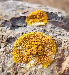 Polycauliona impolita