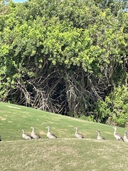 Alopochen aegyptiaca image