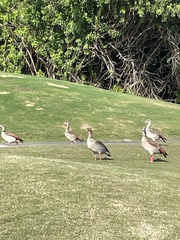 Alopochen aegyptiaca image