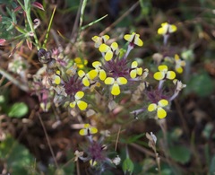 Triphysaria eriantha