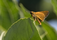Parnara amalia
