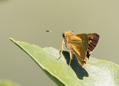 Parnara amalia