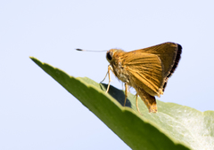 Parnara amalia