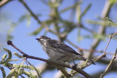 Setophaga coronata
