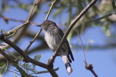 Setophaga coronata