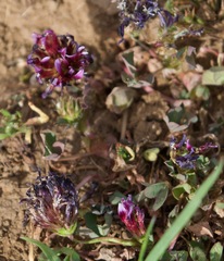Trifolium variegatum