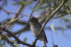 Setophaga coronata
