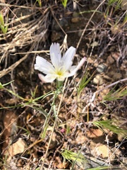 Calycoseris wrightii