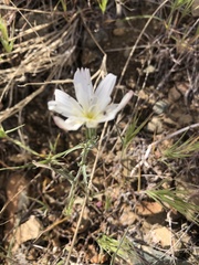 Calycoseris wrightii