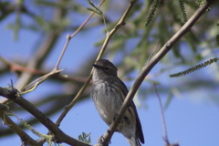 Setophaga coronata