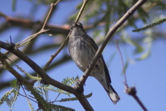 Setophaga coronata