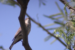 Setophaga coronata