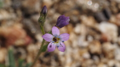 Gilia diegensis