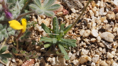 Gilia diegensis