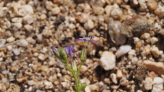 Gilia diegensis