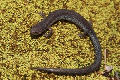 Valley and Ridge Salamander photo 3