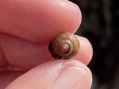 Calliostoma ligatum