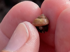 Calliostoma ligatum