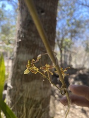Oncidium leleui