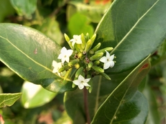 Cordiera