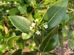 Cordiera