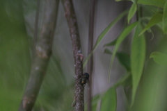 Oestroidea