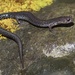 Valley and Ridge Salamander - Photo (c) Ty Smith, some rights reserved (CC BY-NC), uploaded by Ty Smith