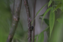Oestroidea