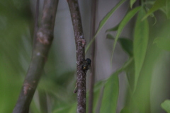 Oestroidea