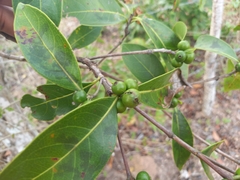 Cordiera
