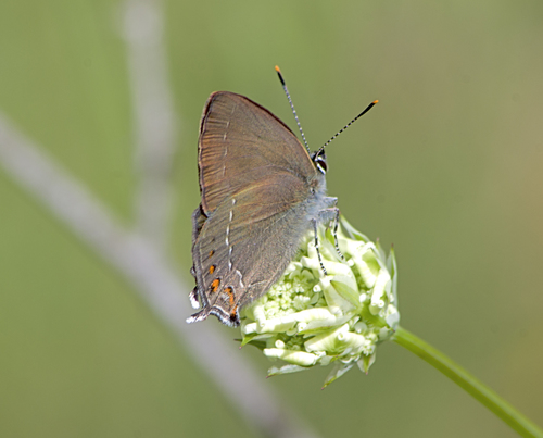 Nordmannia ilicis